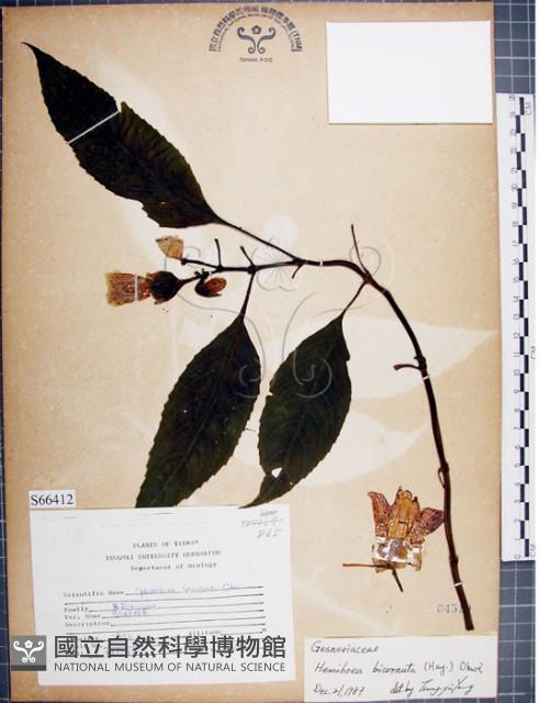 角桐草、台灣半蒴苣苔藏品圖，第1張