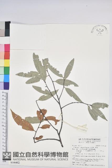 火燒柯、栲樹藏品圖，第1張