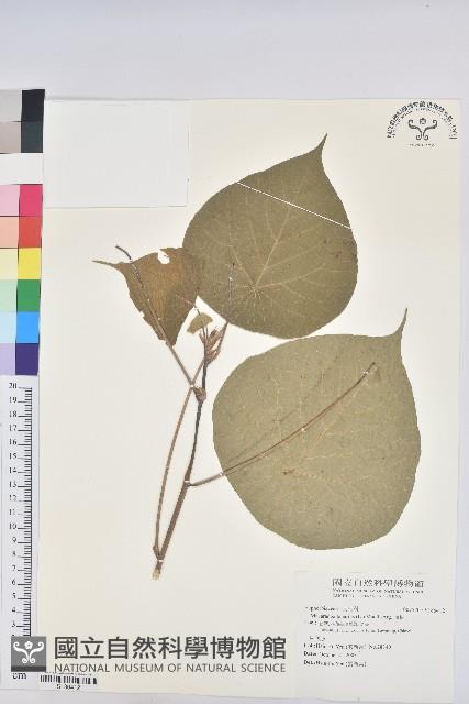 血桐藏品圖，第1張