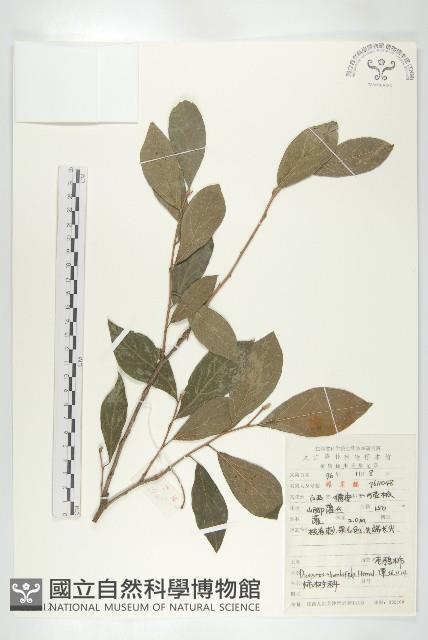 菱葉柿藏品圖，第1張