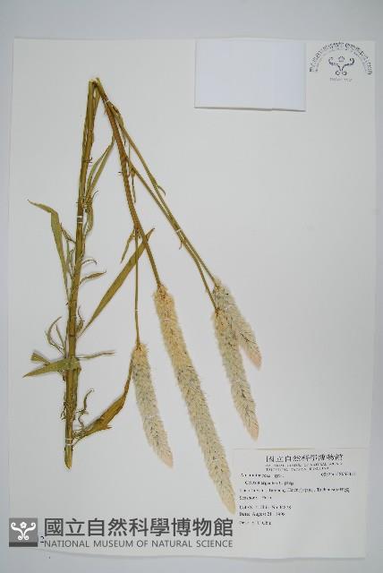 青葙藏品圖，第1張