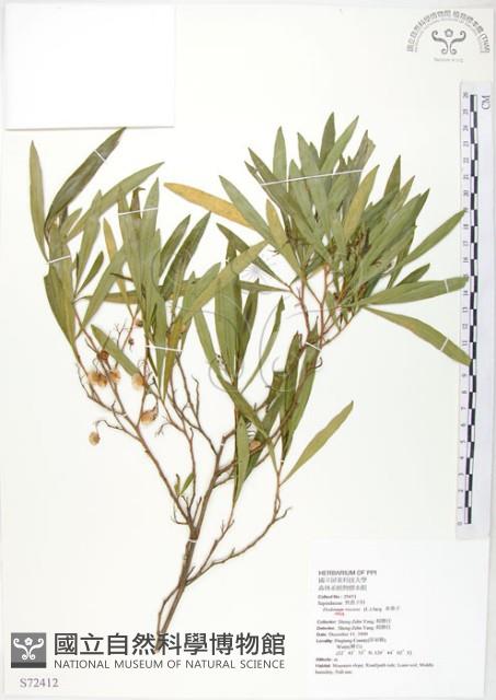 車桑子藏品圖，第1張