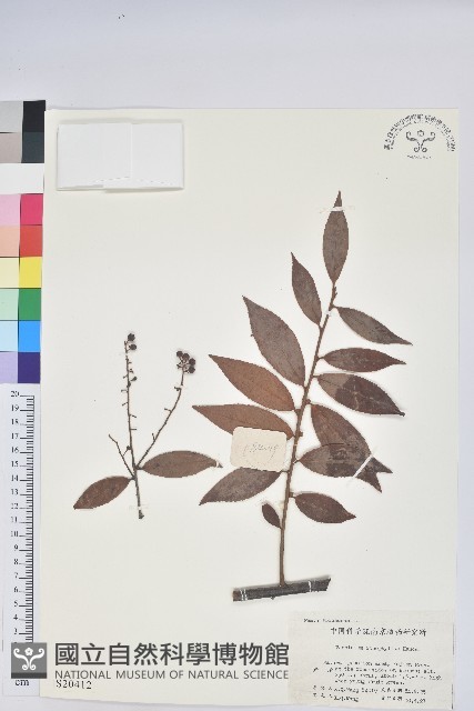 黃背越橘藏品圖，第1張