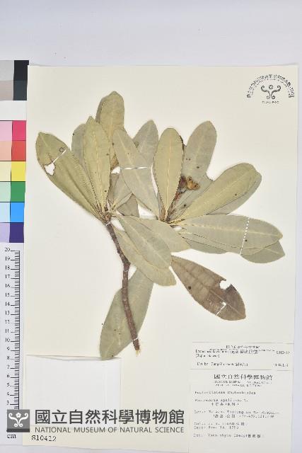 蘭嶼土沉香藏品圖，第1張