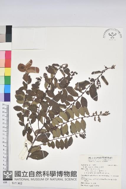 土密樹藏品圖，第1張