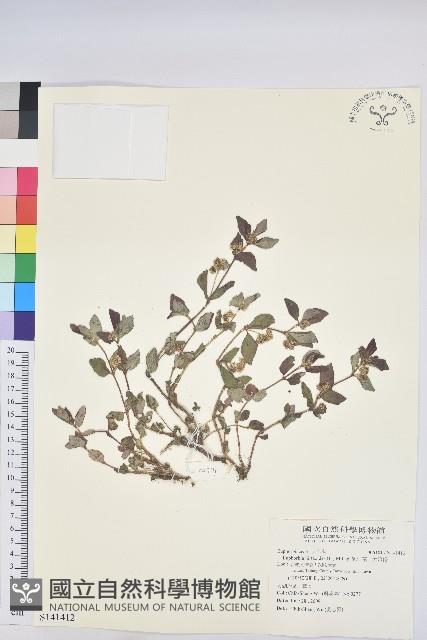 乳仔草、大飛揚藏品圖，第1張