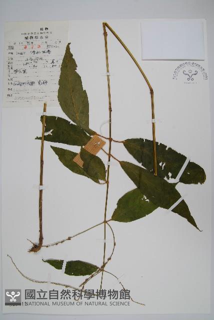 柳葉牛膝藏品圖，第1張