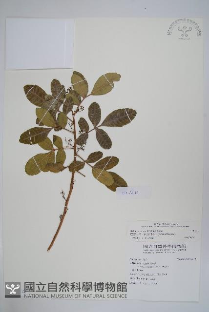 巴西乳香、巴西胡椒木藏品圖，第1張