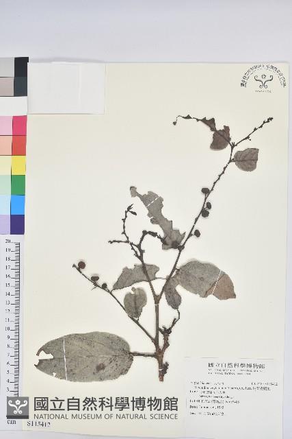 錫蘭饅頭果，香港饅頭果，大葉饅頭果，香港算盤子藏品圖，第1張