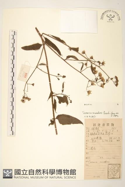 蔓黃菀藏品圖，第1張