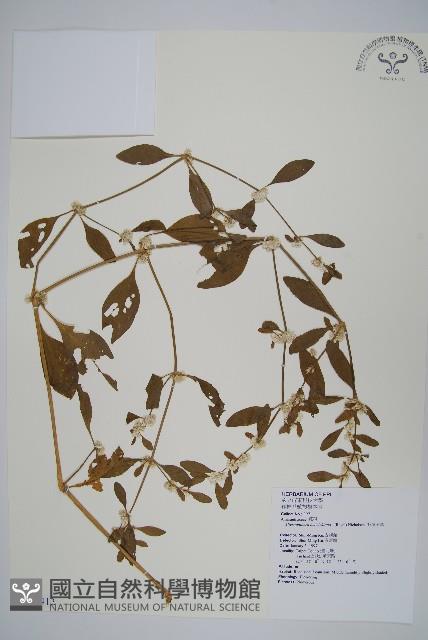 毛蓮子草藏品圖，第1張