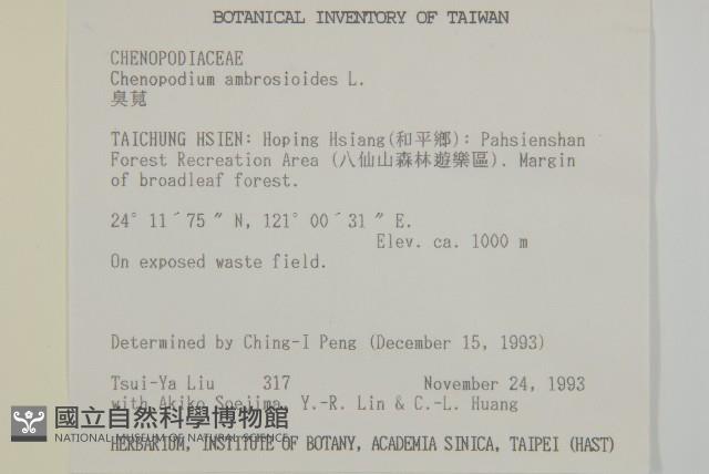 臭杏、土荊芥藏品圖，第1張