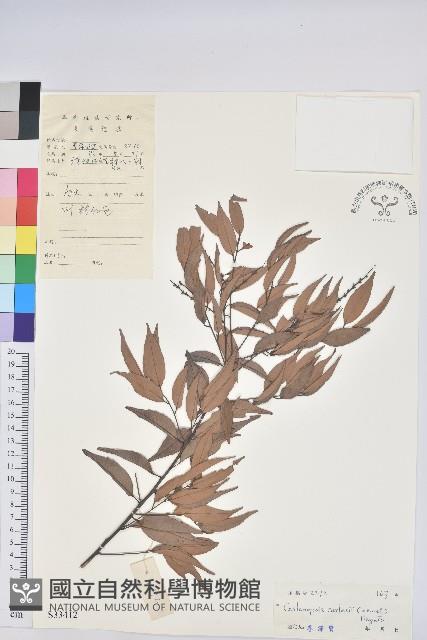 長尾栲、長尾柯、長尾尖葉櫧藏品圖，第1張