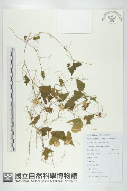 老鼠冬瓜藏品圖，第1張