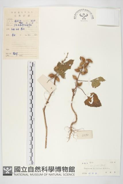 蒼耳藏品圖，第1張