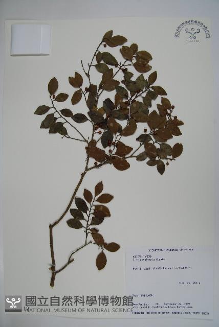 圓葉冬青藏品圖，第1張