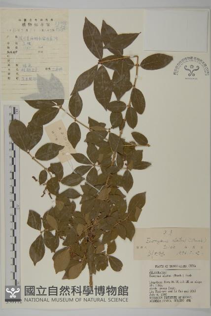 衛矛藏品圖，第1張