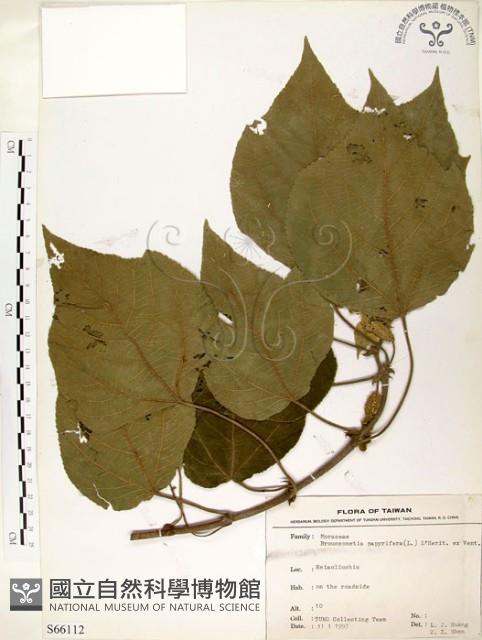 構樹藏品圖，第1張