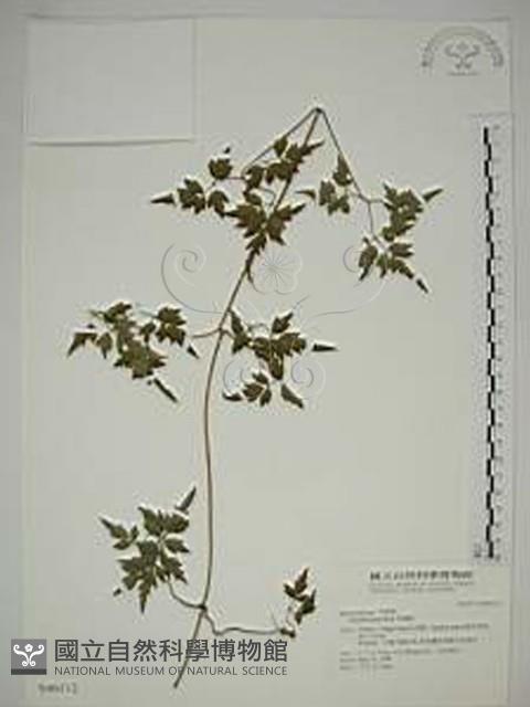 Accession Number:S046112 Collection Image, Figure 1, Total 2 Figures