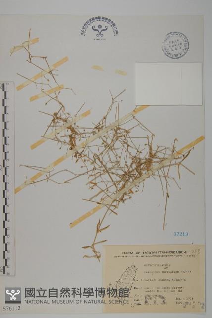 細葉卷耳藏品圖，第1張