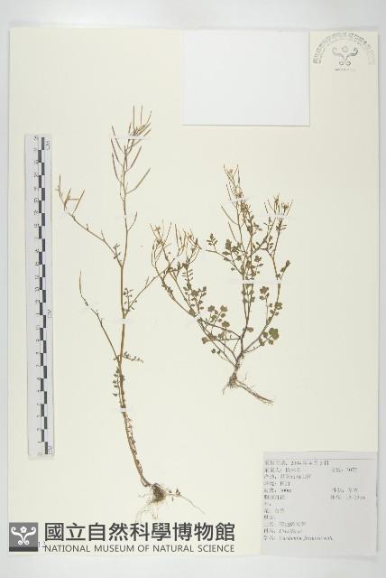 焊菜藏品圖，第1張