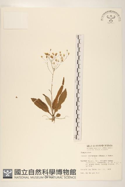 兔仔菜藏品圖，第1張