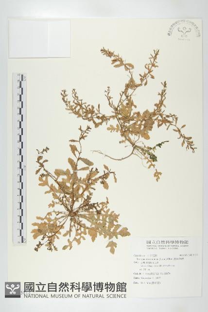 廣東葶藶藏品圖，第1張