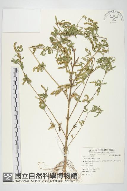 豬草藏品圖，第1張