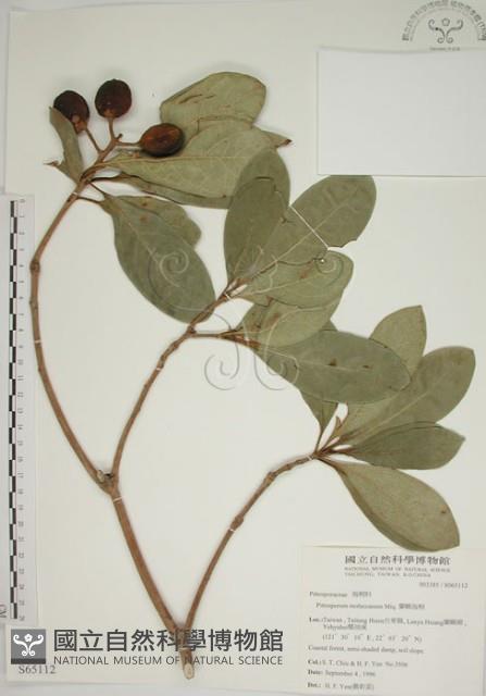 蘭嶼海桐藏品圖，第1張