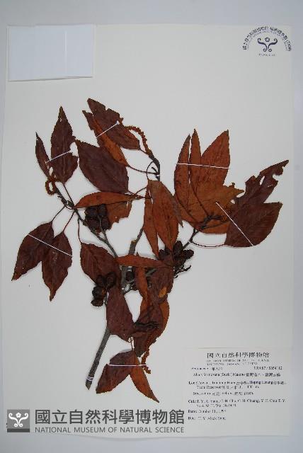 臺灣赤楊、臺灣榿木藏品圖，第1張