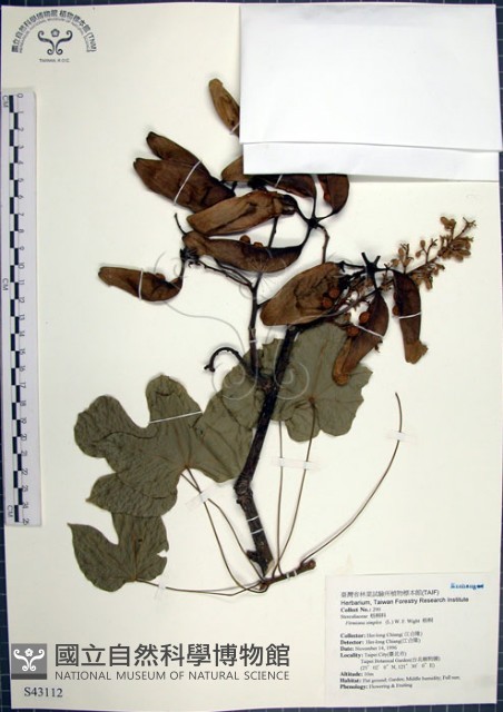 梧桐藏品圖，第1張