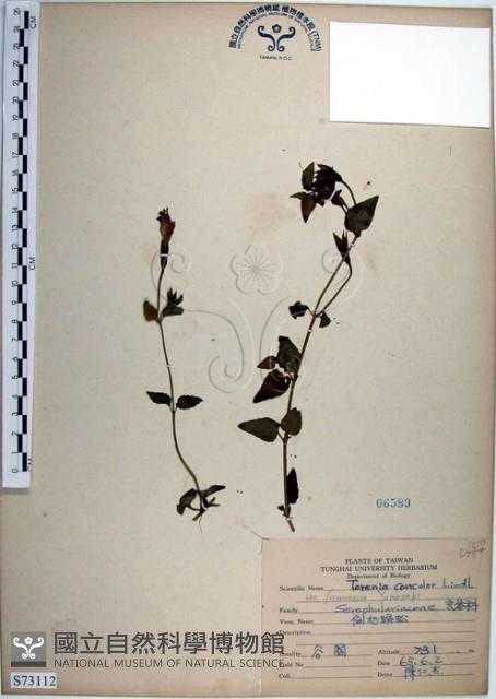 倒地蜈蚣、四角銅鑼藏品圖，第1張