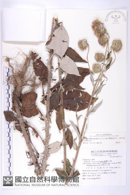 臺灣青木香藏品圖，第1張