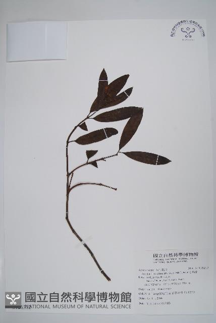 大錦蘭藏品圖，第1張