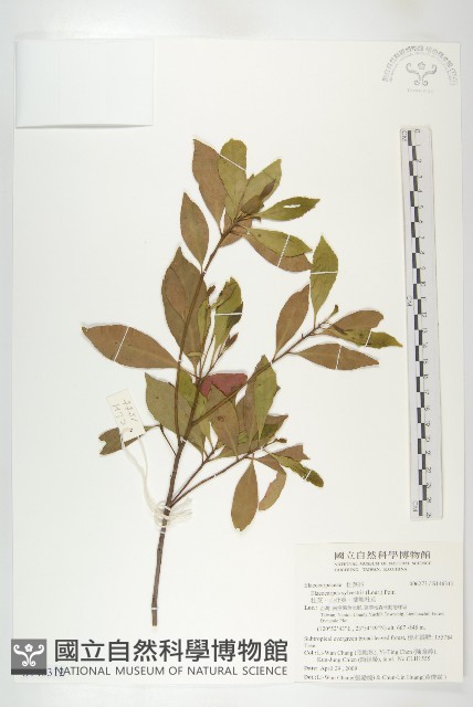 杜英、山杜英、蘭嶼杜英藏品圖，第1張