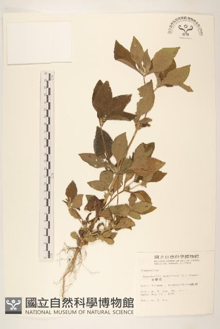 金腰箭藏品圖，第1張