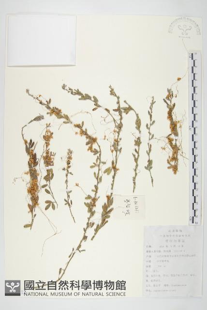 中國菟絲子藏品圖，第1張