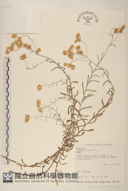 鼠麴草藏品圖，第1張