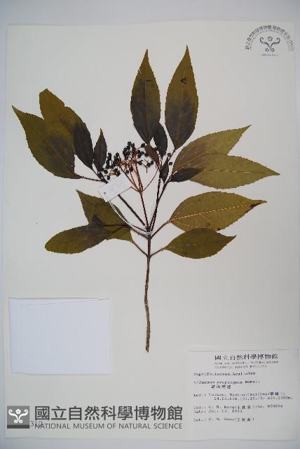 高山莢迷藏品圖，第1張