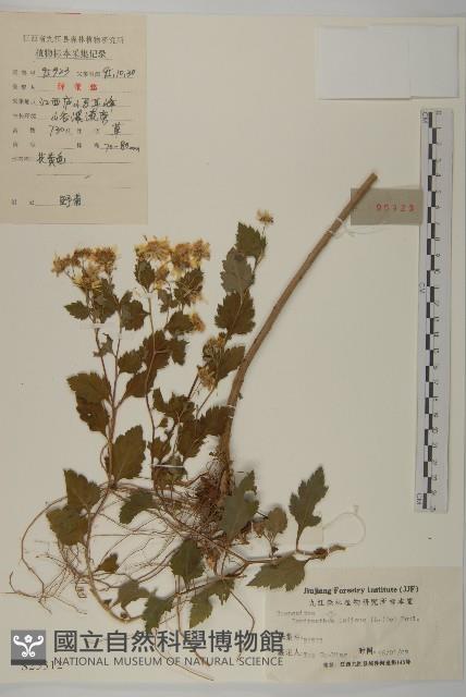 油菊、野菊藏品圖，第1張
