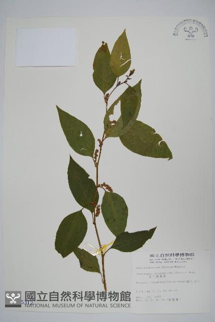 多子漿果莧藏品圖，第1張