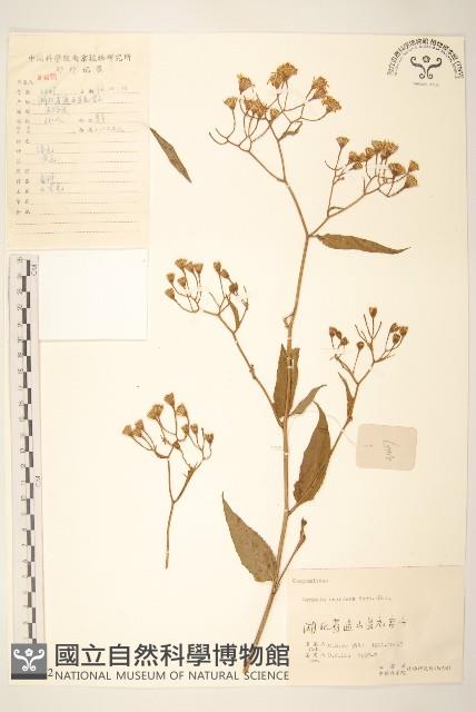 蔓黃菀藏品圖，第1張