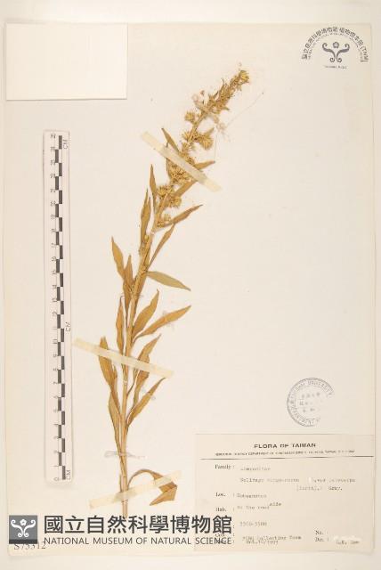 一枝黃花藏品圖，第1張