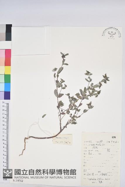 通奶草藏品圖，第1張