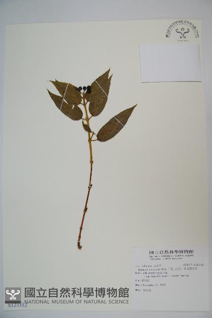 阿里山忍冬、漸尖葉忍冬藏品圖，第1張