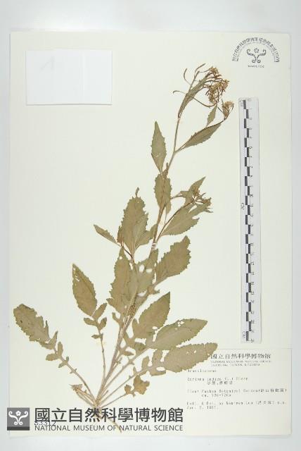 葶藶藏品圖，第1張