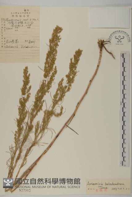 鹽蒿藏品圖，第1張