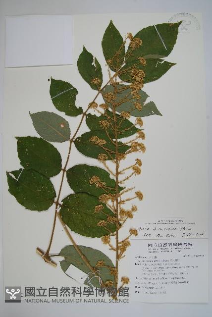 鵲不踏藏品圖，第1張