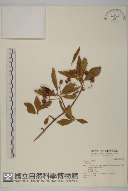 登錄號:S037312藏品圖，第1張