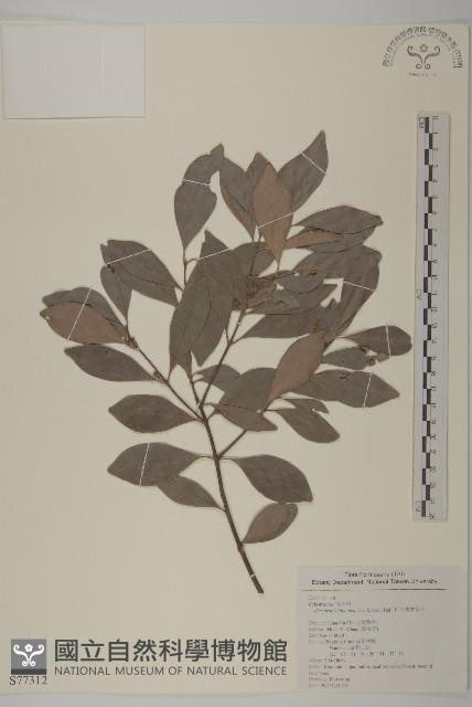 日本賽衛矛、日本假衛矛藏品圖，第1張